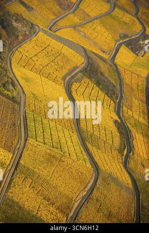 Rheintal am linken Rheinufer mit Weinbergen und Herbstlaub, steile Weinberge, Wege im Weinberg, Boppard, Rheintal, Rheinland- Stockfoto