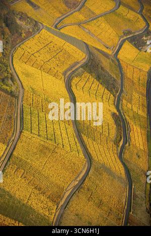 Rheintal am linken Rheinufer mit Weinbergen und Herbstlaub, steile Weinberge, Wege im Weinberg, Boppard, Rheintal, Rheinland- Stockfoto