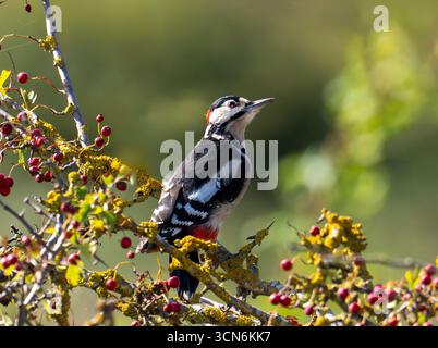 Ein männlicher Großspecht, Dendrocopus Major in der Nähe von Burnham Norfolk, Großbritannien. Stockfoto