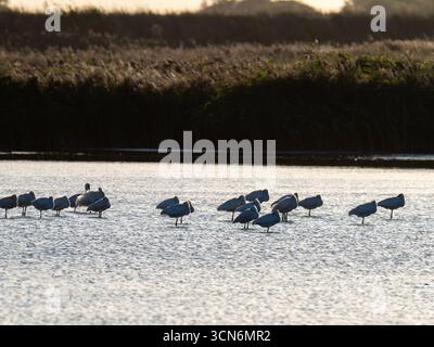 Platalea leucorodia in Titchwell, norfolk, Vereinigtes Königreich. Stockfoto
