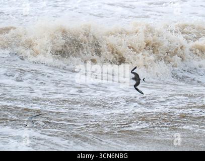 Eine junge Sabines Gull, Xema sabini und Common Tern, Sterna hirundo, fliegen unter stürmischen Bedingungen an Blackpool, Lancashire, Großbritannien vorbei. Stockfoto