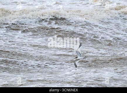 Ein junger Sabines Gull, Xema sabini, der unter stürmischen Bedingungen an Blackpool, Lancashire, Großbritannien vorbeifliegt. Stockfoto