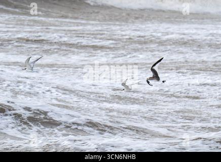 Eine junge Sabines Gull, Xema sabini und Common Tern, Sterna hirundo, fliegen unter stürmischen Bedingungen an Blackpool, Lancashire, Großbritannien vorbei. Stockfoto
