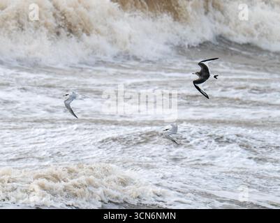 Eine junge Sabines Gull, Xema sabini und Common Tern, Sterna hirundo, fliegen unter stürmischen Bedingungen an Blackpool, Lancashire, Großbritannien vorbei. Stockfoto