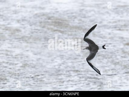Ein junger Sabines Gull, Xema sabini, der unter stürmischen Bedingungen an Blackpool, Lancashire, Großbritannien vorbeifliegt. Stockfoto