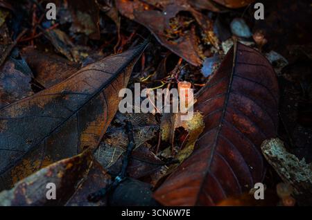 Nahaufnahme der leuchtenden roten Champagnerpilze, die auf verfallendem Holz im tropischen Regenwald wachsen, umgeben von grünem und feuchtem Waldboden, SH Stockfoto