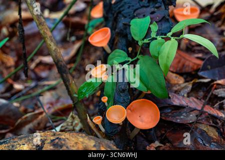 Nahaufnahme der leuchtenden roten Champagnerpilze, die auf verfallendem Holz im tropischen Regenwald wachsen, umgeben von grünem und feuchtem Waldboden, SH Stockfoto