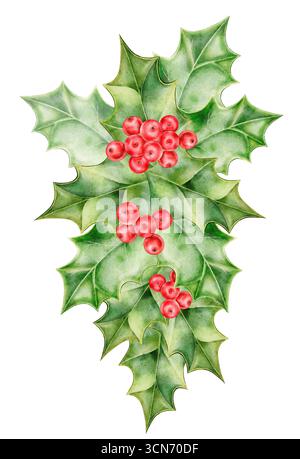 Handbemalter stechpalmenzweig mit grünen, stacheligen Blättern und hellroten Beeren. Festliches botanisches Element, perfekt für Weihnachtskarten, Feiertage Stockfoto