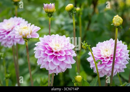 "Sweet Love" pinkfarbene dekorative Dahlien. Nahaufnahme der rosa dekorativen Dahlienblume "Sweet Love", die im Sommerlicht im Herrenpark gedreht wurde. Stockfoto