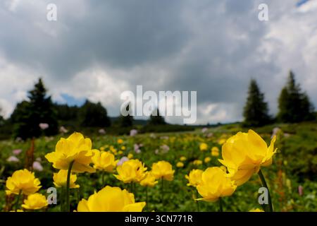 Gelbe Tulpen im Vitosha-Gebirge, Sofia Bulgarien. Stockfoto