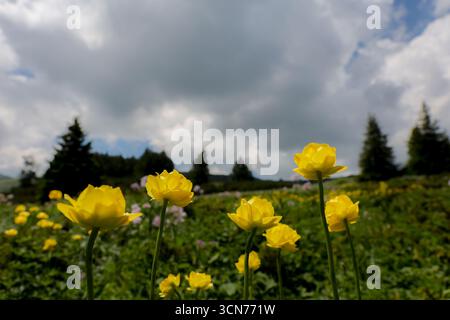 Gelbe Tulpen im Vitosha-Gebirge, Sofia Bulgarien. Stockfoto