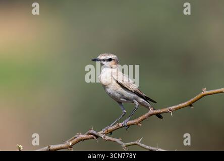 Ein isabellinischer Spitzhaufen, der auf einem kleinen Dornbusch am Rande des Nalsarovar Sees in Gujarat thront Stockfoto