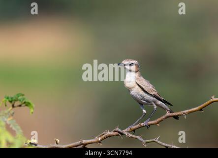 Ein isabellinischer Spitzhaufen, der auf einem kleinen Dornbusch am Rande des Nalsarovar Sees in Gujarat thront Stockfoto