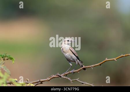 Ein isabellinischer Spitzhaufen, der auf einem kleinen Dornbusch am Rande des Nalsarovar Sees in Gujarat thront Stockfoto