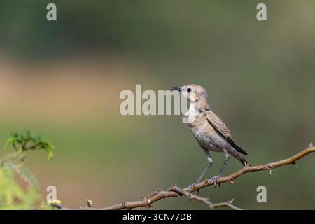Ein isabellinischer Spitzhaufen, der auf einem kleinen Dornbusch am Rande des Nalsarovar Sees in Gujarat thront Stockfoto