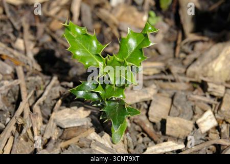 Junger stechpalme-Setzling (Ilex aquifolium) mit glänzenden Stachelblättern, die in Gartenmulch wachsen. Stockfoto