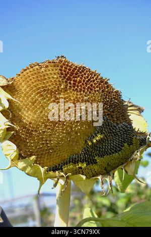 Reifer Sonnenblumenkopf (Helianthus annuus), gefüllt mit Samen, bietet natürliche Nahrung für Gartenvögel unter einem klaren blauen Himmel Stockfoto