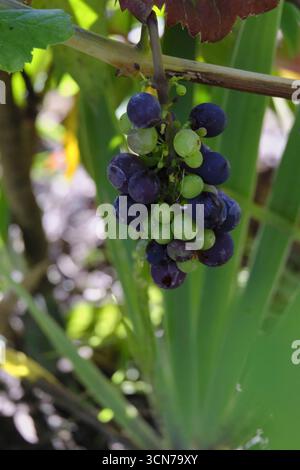Trauben, die auf der Weinrebe in einem Garten wachsen, Mischung aus grünen und violetten Früchten. Stockfoto