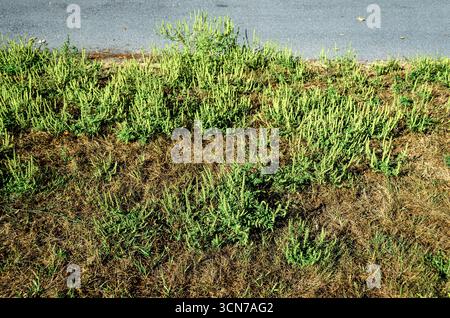 Nahaufnahme von gesundem Unkraut, das während einer Sommerdürre über trockenem, braunem Gras neben einer Straße wächst; Stockfoto