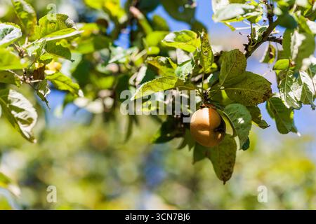Achkarren, Deutschland. September 2025. Ein reifer Apfel hängt an einem Apfelbaum. Der Obstbauer Johannes Geng erntet Äpfel von einem seiner Bäume. Die Apfelernte in Deutschland insgesamt dürfte in diesem Jahr überdurchschnittlich ausfallen. Nach Angaben des Statistischen Bundesamtes werden die Obstbauern auf der Grundlage einer ersten Ernteschätzung aus dem Juli erstmals seit 2022 mehr als eine Million Tonnen Äpfel ernten. Credit: Philipp von Ditfurth/dpa/Alamy Live News Stockfoto