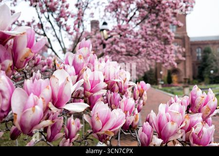 Untertasse Magnolias Enid A Haupt Garden Washington DC Vereinigte Staaten // WASHINGTON DC — Untertasse Magnolias (Magnolia x soulangeana) blühen im Enid A. Haupt Garden, der sich vor dem Smithsonian Castle befindet. Dieser Garten im viktorianischen Stil bietet einen formellen Rahmen für diese ornamentalen blühenden Bäume. Die Magnolien tragen zur Frühjahrspalette des Gartens bei und ergänzen die sorgfältig gepflegte Landschaftsgestaltung. Der Enid A. Haupt Garden ist Teil des Komplexes der Smithsonian Institution in Washington D.C. Stockfoto