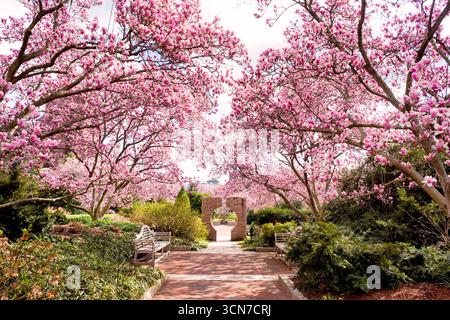 Smithsonian Moongate Garden Untertür Magnolias Washington DC // WASHINGTON DC – blühende Untertasse Magnolienbäume Rahmen ein Granit-Mondtor im Moongate Garden des Smithsonian. Dieses traditionelle, chinesisch inspirierte Gartenelement bildet einen auffälligen Kontrast zu den leuchtend rosa Frühlingsblüten. Zwischen der Freer Gallery of Art und der Arthur M. Sackler Gallery gelegen, zeigt diese architektonische Einrichtung die Integration asiatischer Designprinzipien mit saisonaler mittelatlantischer Flora. Der Moongate Garden, der vom Architekten Jean Paul Carlhian entworfen wurde, ist vom traditionellen chinesischen Gartensym inspiriert Stockfoto