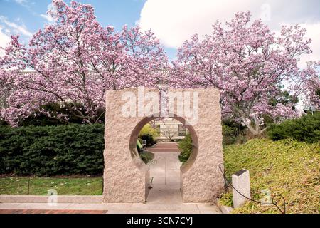 Moongate Garden Untertasse Magnolias Enid A Haupt Garden Washington DC // WASHINGTON DC — Ein Granit-Mondtor, ein traditionelles chinesisches Gartenelement, wird von blühenden Untertassen-Magnolienbäumen im Moongate Garden des Smithsonian eingerahmt. Die markanten rosafarbenen Frühlingsblüten stehen im Kontrast zur Steinstruktur, die sich zwischen den Galerien Freer und Sackler befindet. Dieses architektonische Merkmal veranschaulicht die Integration des Gartens asiatischer Designprinzipien mit der saisonalen Flora des Mittelatlantiks. Stockfoto