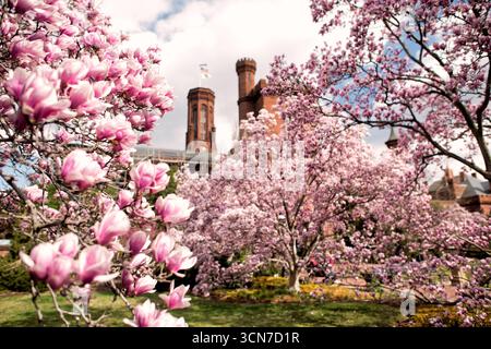 Untertasse Magnolias Enid A Haupt Garden Washington DC Vereinigte Staaten // WASHINGTON DC — Untertasse Magnolien (Magnolia x soulangeana) blühen im Enid A. Haupt Garden, der sich vor dem Smithsonian Castle befindet. Dieser Garten im viktorianischen Stil bietet einen formellen Rahmen für diese ornamentalen blühenden Bäume. Die Magnolien sind ein wichtiger Bestandteil der Frühlingsschau des Gartens und ergänzen die sorgfältig gepflegte Landschaftsgestaltung. Das Smithsonian Castle, ein bekanntes Wahrzeichen an der National Mall, beherbergt mehrere Museen und Forschungszentren der Smithsonian Institution. Der Enid A. Haupt Garten ist Kno Stockfoto
