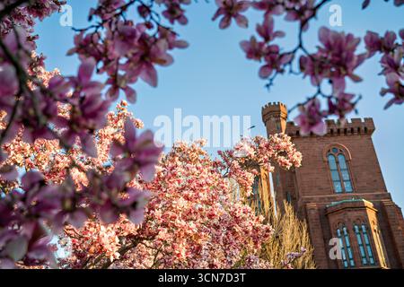 Untertasse Magnolias Enid A Haupt Garden Smithsonian Castle Washington DC Vereinigte Staaten // WASHINGTON DC — Untertasse Magnolias (Magnolia x soulangeana) blühen im Enid A. Haupt Garden, der sich vor dem Smithsonian Castle befindet. Dieser Garten im viktorianischen Stil bietet einen formellen Rahmen für diese ornamentalen blühenden Bäume. Die Magnolien tragen zur Frühjahrspalette des Gartens bei und ergänzen die sorgfältig gepflegte Landschaftsgestaltung. Der Enid A. Haupt Garden ist Teil des Geländes der Smithsonian Institution. Stockfoto