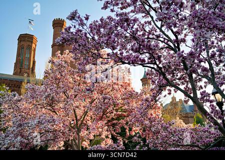 Untertasse Magnolias Enid A Haupt Garden Washington DC Vereinigte Staaten // WASHINGTON DC — Untertasse Magnolien (Magnolia x soulangeana) blühen im Enid A. Haupt Garden, der sich vor dem Smithsonian Castle befindet. Dieser Garten im viktorianischen Stil bietet einen formellen Rahmen für die ornamentalen blühenden Bäume. Die Magnolien tragen zur Frühjahrspalette des Gartens bei und ergänzen die sorgfältig gepflegte Landschaftsgestaltung. Das Smithsonian Castle, offiziell bekannt als Smithsonian Institution Building, ist ein National Historic Landmark und das älteste Gebäude der National Mall. Der Enid A. Haupt Garten ist ein Stockfoto