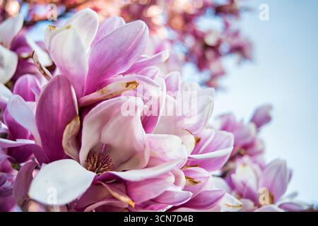 Untertasse Magnolias Enid A Haupt Garden Washington DC Vereinigte Staaten // WASHINGTON DC — Untertasse Magnolias (Magnolia x soulangeana) blühen im Enid A. Haupt Garden, der sich vor dem Smithsonian Castle befindet. Der Garten im viktorianischen Stil bietet einen formellen Rahmen für diese ornamentalen blühenden Bäume. Die Magnolien tragen zur Frühjahrspalette des Gartens bei und ergänzen die sorgfältig gepflegte Landschaftsgestaltung. Stockfoto