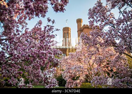 Untertasse Magnolias Enid A Haupt Garden Washington DC Vereinigte Staaten // WASHINGTON DC — Untertassen Magnolien (Magnolia x soulangeana) blühen im Enid A. Haupt Garden, der sich vor dem Smithsonian Castle befindet. Dieser Garten im viktorianischen Stil bietet einen formellen Rahmen für diese ornamentalen blühenden Bäume. Die Magnolien sind ein wichtiger Bestandteil der Frühlingsschau des Gartens und ergänzen die sorgfältig gepflegte Landschaftsgestaltung. Das Smithsonian Castle, ein prominentes Wahrzeichen, dient als Kulisse für die lebendige Blumenausstellung. Stockfoto