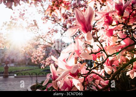Untertasse Magnolias in Enid A Haupt Garden Washington DC // WASHINGTON DC – Untertasse Magnolien (Magnolia x soulangeana) blühen im Enid A. Haupt Garden, einem viktorianischen Garten vor dem Smithsonian Castle. Diese Frühjahrsblumen tragen zur saisonalen Darstellung des Gartens bei. Der Garten ist Teil des Komplexes der Smithsonian Institution im Herzen von Washington D.C. 2018. Stockfoto
