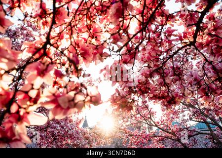 Untertasse Magnolia Blossoms Enid A Haupt Garden Washington DC // WASHINGTON DC – Unterteller Magnolia x soulangeana blühen im Enid A. Haupt Garden, einem viktorianischen Garten vor dem Smithsonian Castle. Diese großen, rosafarbenen Blüten sorgen für eine frühe Frühjahrsvorstellung, die der Kirschblüte der Stadt vorausgeht. Der Garten ist Teil der Smithsonian Institution, einer Gruppe von Museen und Forschungszentren, die sich den Künsten, Wissenschaften und Geschichte widmen. Das Smithsonian Castle dient als Verwaltungssitz der Institution und als Besucherinformationszentrum. Die Enid A. Haupt Stockfoto