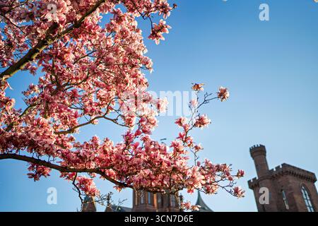 Untertasse Magnolias Enid A Haupt Garden Washington DC Vereinigte Staaten // WASHINGTON DC — Untertasse Magnolien (Magnolia x soulangeana) blühen im Enid A. Haupt Garden, der sich vor dem Smithsonian Castle befindet. Das viktorianische Design des Gartens bietet einen formellen Rahmen für diese ornamentalen blühenden Bäume. Diese Magnolien sind ein markantes Merkmal der Frühlingsblumen des Gartens und ergänzen die sorgfältig gepflegte Landschaft. Der Enid A. Haupt Garden ist Teil des Komplexes der Smithsonian Institution in Washington DC. Stockfoto
