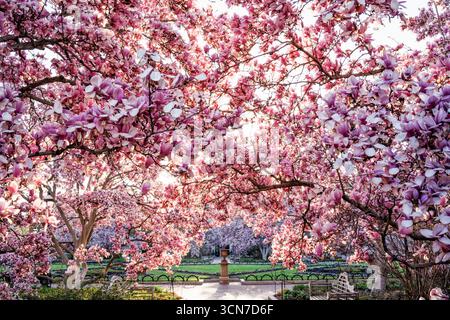 Untertasse Magnolia Blossoms Enid A Haupt Garden Washington DC // WASHINGTON DC — Untertasse Magnolien (Magnolia x soulangeana) blühen im Enid A. Haupt Garden, einem viktorianischen Garten vor dem Smithsonian Castle. Diese Zierbäume bieten eine Frühjahrsdarstellung für die formale Landschaft. Der Garten ist Teil der Smithsonian Gardens, die 18 verschiedene Gärten über die National Mall und die umliegenden Smithsonian Museen umfassen. Der Enid A. Haupt Garten wurde 1976 gegründet und ist bekannt für seine vielfältigen Gartensammlungen und formalen Designs. Stockfoto