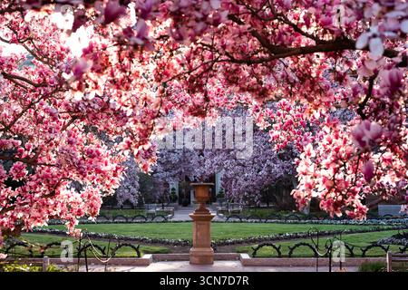 Untertasse Magnolias in Enid A Haupt Garden Washington DC Vereinigte Staaten // WASHINGTON DC — Untertasse Magnolien (Magnolia x soulangeana) blühen im Enid A. Haupt Garden, einem formellen viktorianischen Garten vor dem Smithsonian Castle. Diese ornamentalen blühenden Bäume sind ein markantes Merkmal der Frühlingsschau des Gartens und ergänzen die sorgfältig gepflegte Landschaftsgestaltung. Der Garten ist Teil des Komplexes der Smithsonian Institution in Washington DC. Stockfoto