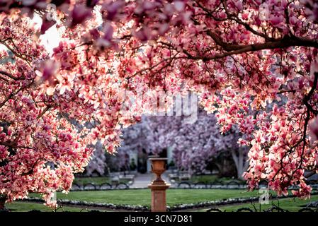 Untertasse Magnolias Bloom in Enid A Haupt Garden Washington DC Vereinigte Staaten // WASHINGTON DC — Unterteller Magnolien (Magnolia x soulangeana) blühen im Enid A. Haupt Garden, der sich vor dem Smithsonian Castle befindet. Dieser Garten im viktorianischen Stil bietet einen formellen Rahmen für diese ornamentalen blühenden Bäume. Die Magnolien tragen zur lebendigen Frühlingsschau des Gartens bei und ergänzen die sorgfältig gepflegte Landschaftsgestaltung. Der Enid A. Haupt Garden ist ein renommierter Gartenbaubereich, in dem verschiedene Pflanzensammlungen und Designelemente präsentiert werden. Stockfoto