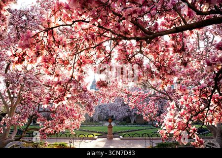 Untertasse Magnolias Bloom in Enid A Haupt Garden Washington DC Vereinigte Staaten // WASHINGTON DC — Unterteller Magnolien (Magnolia x soulangeana) blühen im Enid A. Haupt Garden, einem formellen viktorianischen Garten vor dem Smithsonian Castle. Diese ornamentalen blühenden Bäume tragen zur lebendigen Frühlingsdarstellung des Gartens bei und ergänzen das sorgfältig gepflegte Landschaftsdesign. Der Garten ist eine malerische Umgebung, in der die zarten rosa und weißen Blüten vor dem Hintergrund der historischen Architektur zu sehen sind. Das Design betont die saisonale Schönheit mit den Magnolien provi Stockfoto