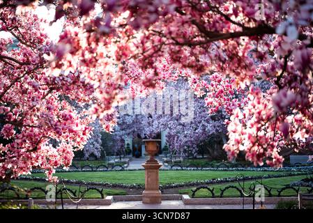 Untertasse Magnolias Enid A Haupt Garden Washington DC // WASHINGTON DC – Unterteller Magnolien (Magnolia x soulangeana) blühen im Enid A. Haupt Garden, einem viktorianischen Garten vor dem Smithsonian Castle. Diese frühen Frühlingsblumen tragen zur formellen Landschaftsgestaltung des Gartens bei. Der Garten ist Teil der Smithsonian Institution. 2018. Stockfoto
