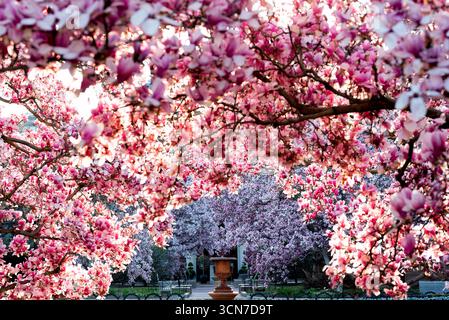 Untertasse Magnolias Enid A Haupt Garden Washington DC Vereinigte Staaten // WASHINGTON DC — Untertasse Magnolien (Magnolia x soulangeana) blühen im Enid A. Haupt Garden, der sich vor dem Smithsonian Castle befindet. Dieser Garten im viktorianischen Stil bietet einen formellen Rahmen für diese ornamentalen blühenden Bäume, die zur lebhaften Frühlingsdarstellung des Gartens beitragen. Die Magnolien ergänzen die sorgfältig gepflegte Landschaftsgestaltung des Gartens. Stockfoto