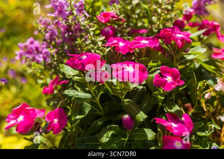 Diese Pflanze ist Catharanthus roseus, auch bekannt als Madagaskar Periwinkle oder Rosy Periwinkle Stockfoto