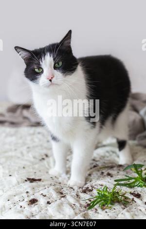 Eine schwarz-weiße Katze steht auf einem unordentlichen Bett, umgeben von Erde und Pflanzenschutt. Er sieht neugierig auf die Szene und deutet auf sein spielerisches Verhalten an Stockfoto