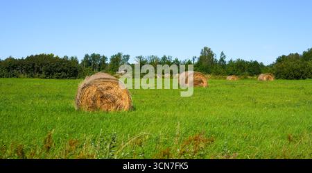 Heuballen auf einem Sommerfeld auf der Insel Saaremaa, Estland – ländliche Landschaft der Ostsee Stockfoto
