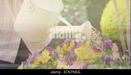 Gärtner trägt gestreiftes Hemd, tränkt lila-gelbe Stiefmütterchen im Garten mit weißer Dose und Tropfen Stockfoto