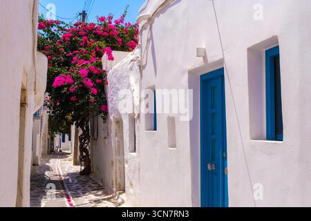 Eine malerische Straße in Parikia mit einem blühenden Bougainvillea-Baum, typisch für die Atmosphäre der Kykladen-Insel Stockfoto