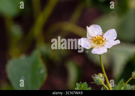 Eine weiße Blume mit Tautropfen drauf. Die Blume ist von grünen Blättern umgeben. Konzept von Frische und Ruhe Stockfoto