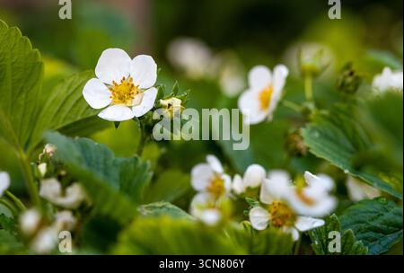 Ein Haufen weißer Blumen sind auf einem Feld. Die Blüten sind klein und weiß und von grünen Blättern umgeben. Das Bild ist friedlich und ruhig Stockfoto