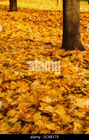 Die herbstlichen Ahornblätter fallen, verstreuen sich und bedecken den Parkboden in goldenen Schichten, die warm um Baumstämme glühen Stockfoto