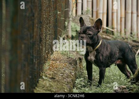 Ein schwarzer Bulldogge steht in einem grasbewachsenen Bereich und sieht in die Kamera. Der Hund trägt ein gelbes Halsband und sieht sich etwas dahinter an Stockfoto